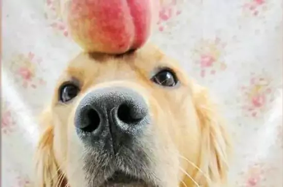 Czy psy mogą jeść brzoskwinie? Jakie substancje zawarte w brzoskwiniach są korzystne dla psów?