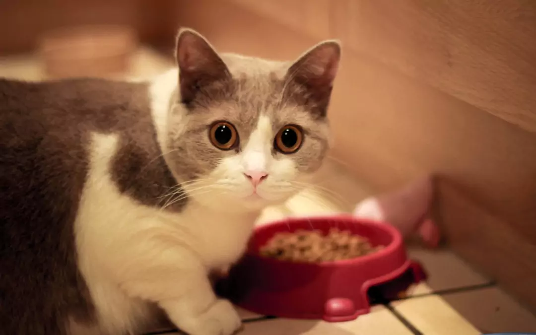 Czy koty mogą jeść karmę dla psów? Niebezpieczeństwa związane z długotrwałym stosowaniem karmy dla psów przez koty