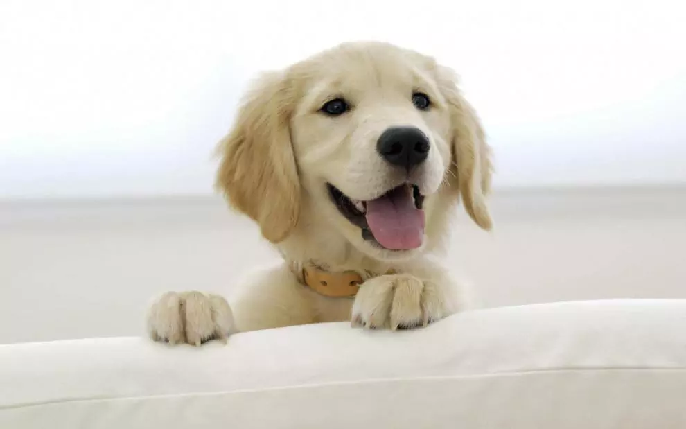 Jak usunąć psią kupę z dywanu? Jak usunąć plamy z psiego gówna?