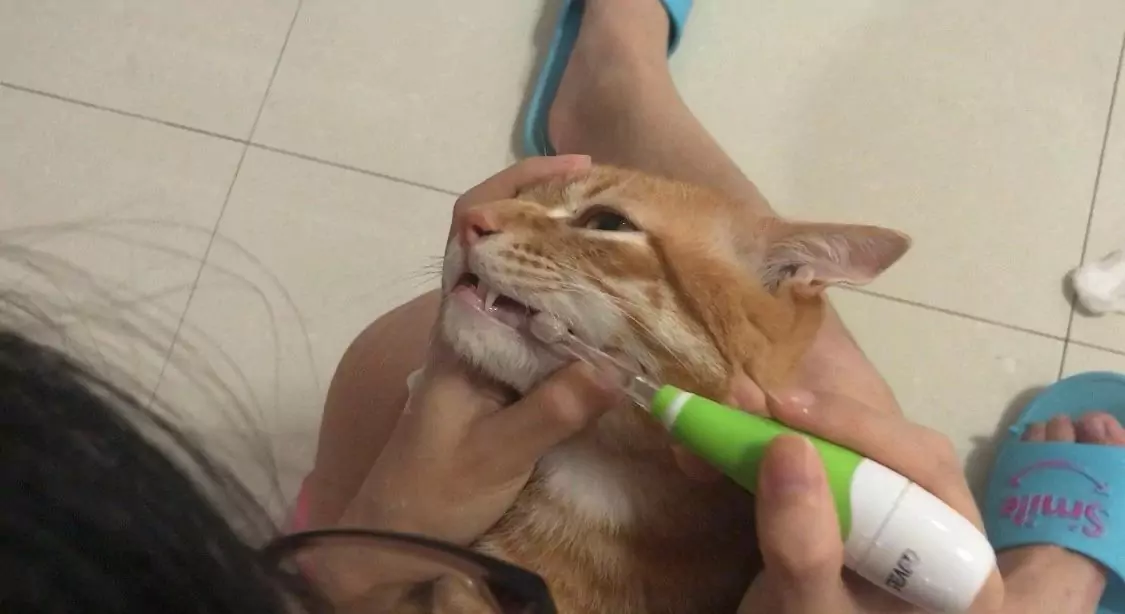 Jak myć zęby u kota?