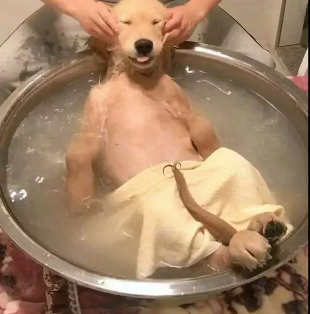 Jak często należy kąpać psa? Dlaczego psy nie powinny być często kąpane?