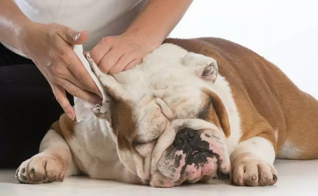 Jak czyścić uszy psa? Nieczyszczenie uszu psa przez dłuższy czas może spowodować problem, który jest nie do pomyślenia
