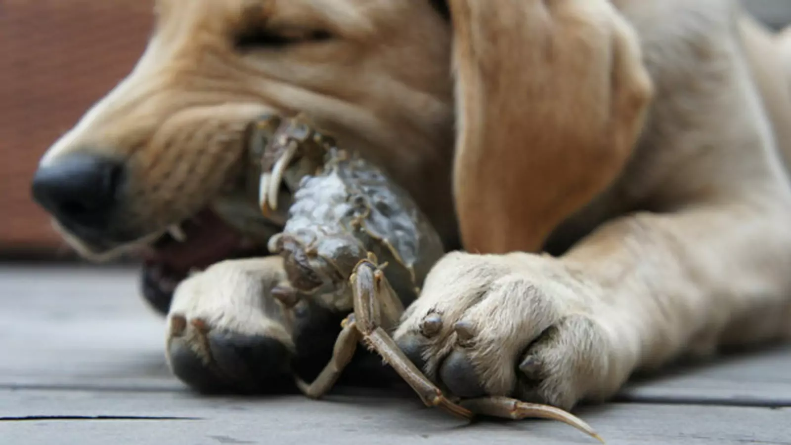 Czy psy mogą jeść kraby? Czym grozi jedzenie krabów przez psy?