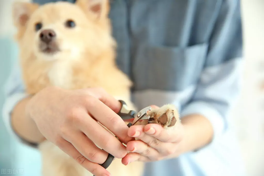 Jak obcinać paznokcie u psów? Jakie zagrożenia mogą być spowodowane zbyt długimi paznokciami u psa?