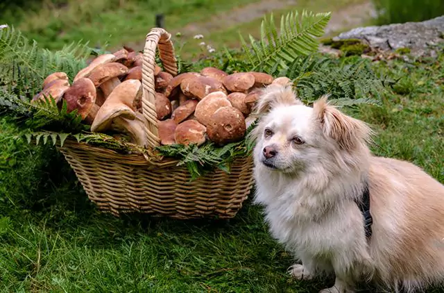 Czy grzyby są toksyczne dla psów? Jakie są objawy przypadkowego spożycia grzybów?