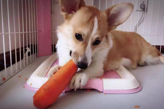 Czy psy mogą jeść surową marchew?