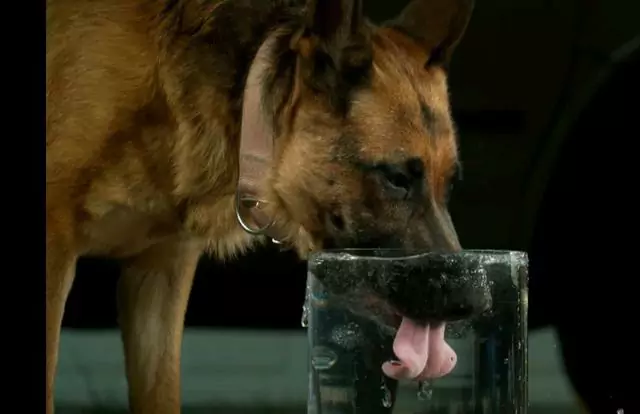 Dlaczego mój pies pije tak dużo wody? Jak można uznać, że pies pije za dużo wody?