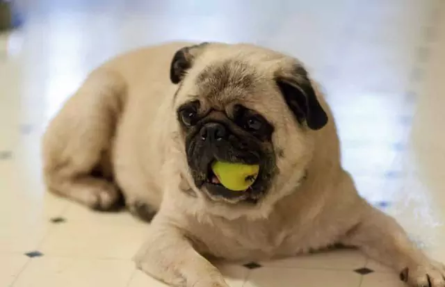 Czy psy mogą jeść gruszki? Psy jedzące gruszki środki ostrożności