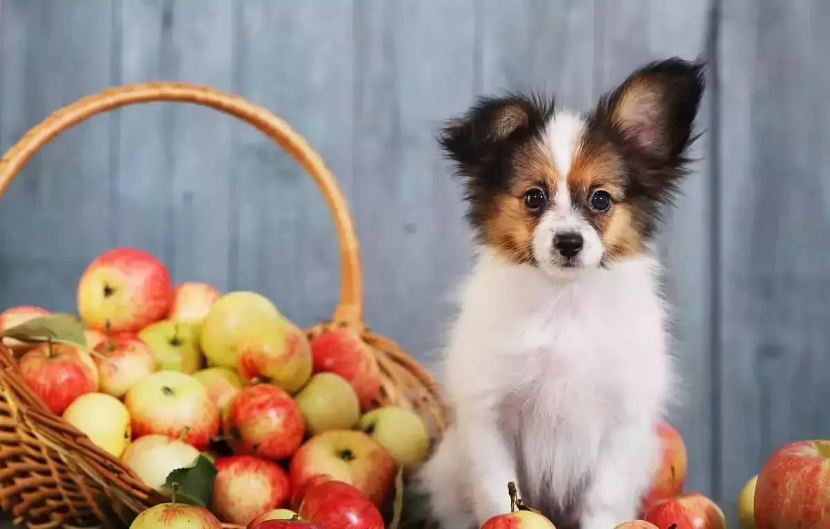 Czy jabłka są dobre dla psów? Jakie są korzyści z jedzenia jabłek przez psy?