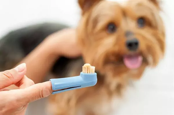 Jak szczotkować zęby psa?