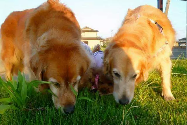 Czy psy mogą jeść trawę? Dlaczego psy uwielbiają jeść trawę?