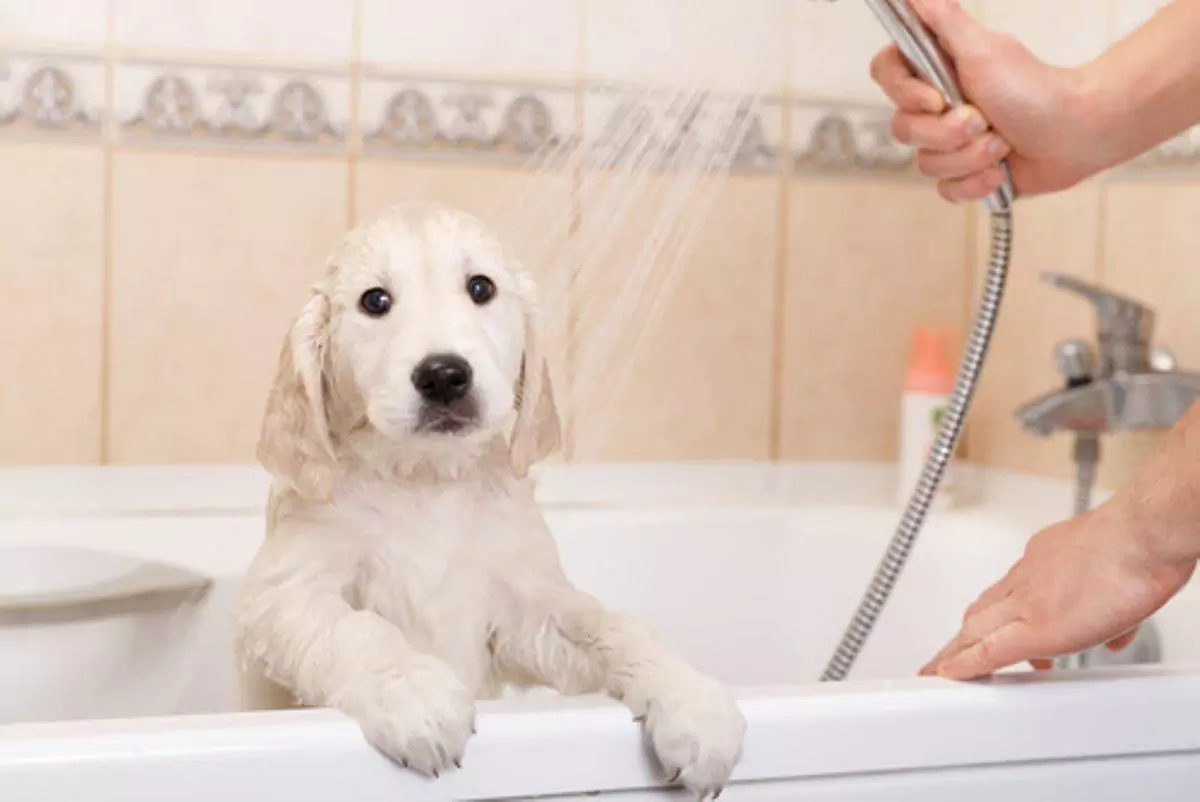Jak często należy kąpać psa?