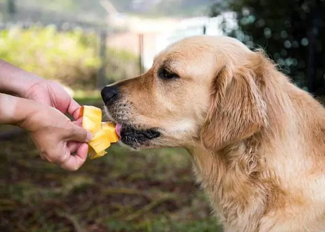 Czy psy mogą jeść mango? Jakie są korzyści z podawania psom mango?