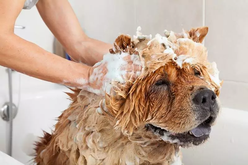 Jak często należy myć psa? Co trzeba powiedzieć o kąpaniu psa?