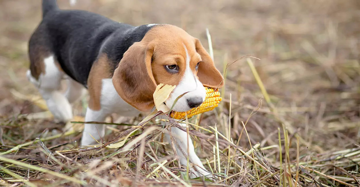 Czy psy mogą jeść kukurydzę? Środki ostrożności dla psów jedzących kukurydzę