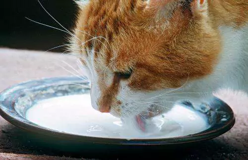 Czy koty mogą pić mleko? Jak wybrać mleko w proszku dla kota?