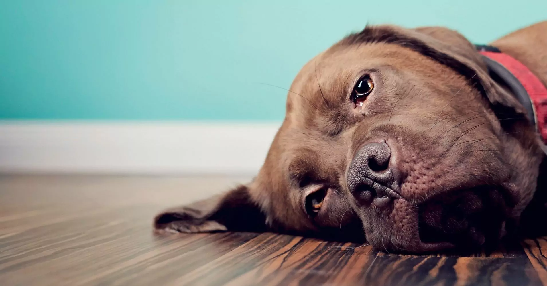 Czy psy potrafią odczuwać smutek?