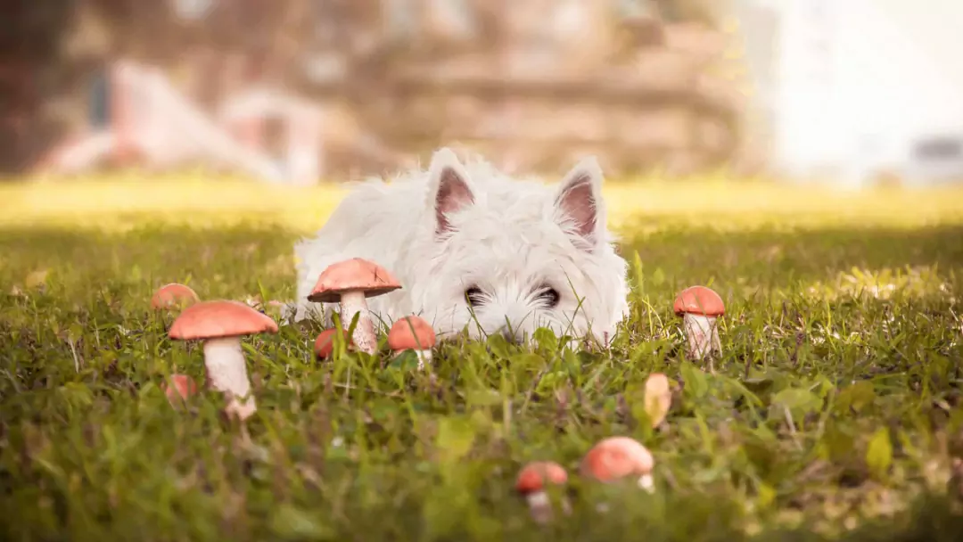 Czy grzyby są szkodliwe dla psów? Zalety i wady karmienia psów grzybami