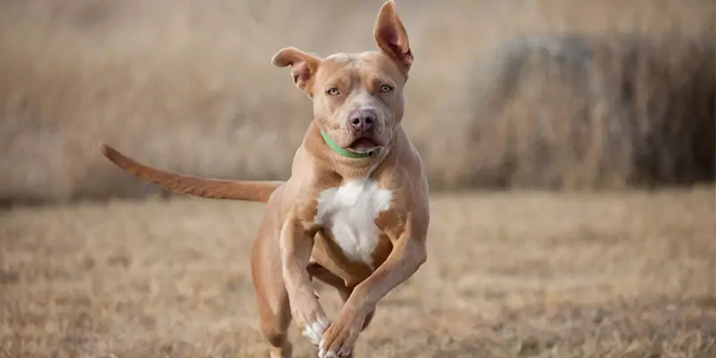 Jak szybko może biegać pies?