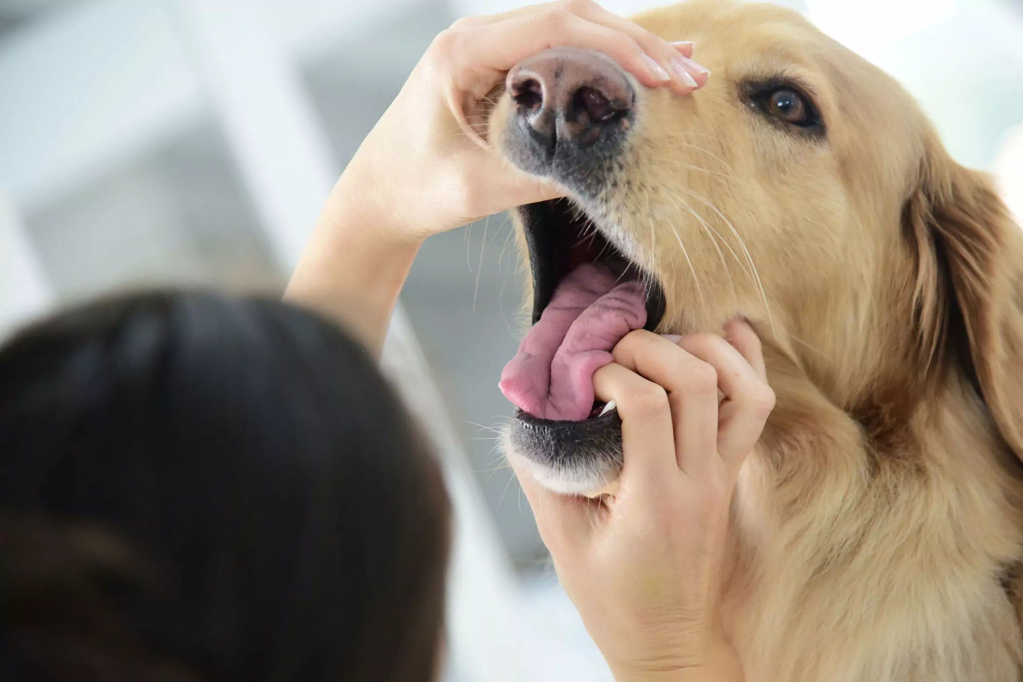 Czy jama ustna psa jest czystsza od ludzkiej? Czy jama ustna psa jest czystsza od ludzkiej? To jest skradzione pojęcie, nie można ich porównać.