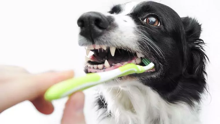 Jak czyścić zęby psa? Te 7 sposobów pomoże Ci wyczyścić zęby psa