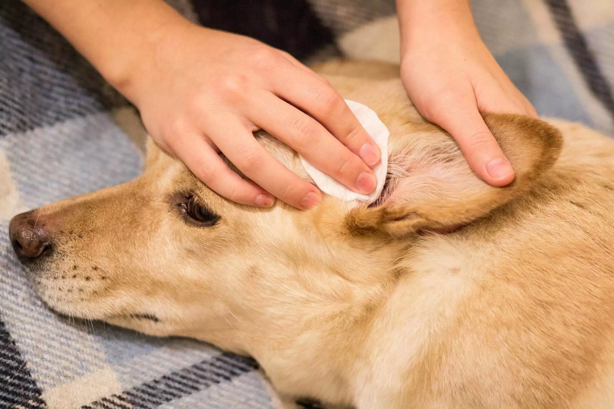 Jak czyścić uszy psa? Jak więc prawidłowo czyścić przewód słuchowy psa?