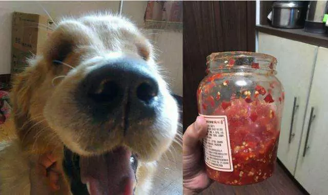 Czy psy mogą jeść papryczkę chili? Reakcja psów na jedzenie papryczki chili