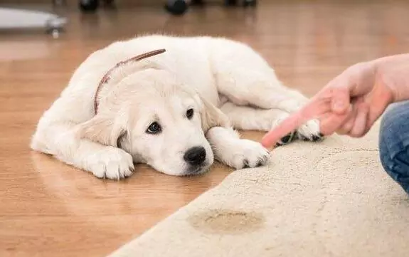 Jak powstrzymać psy przed sikaniem w domu?