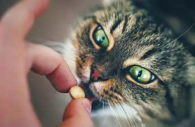 Jak podawać leki kotom? Jak w prosty sposób podawać leki kotom?