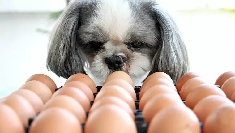 Czy psy mogą jeść jajka? Czy psy mogą jeść białka jaj? Jakie są korzyści z jaj dla psów?