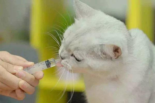 Jak nakłonić kota do przyjmowania leków?