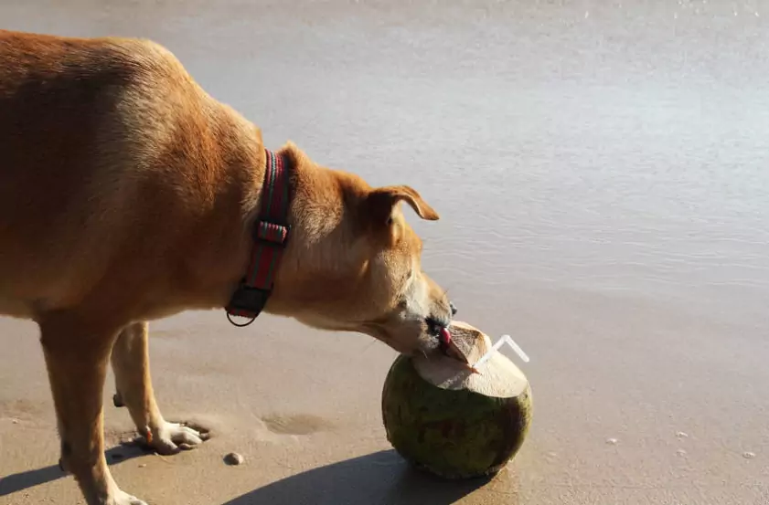 Czy psy mogą pić wodę kokosową?