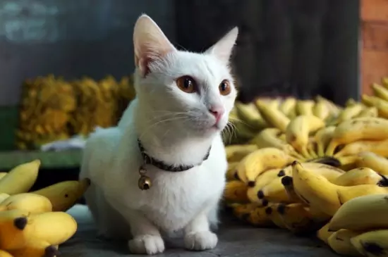 Czy koty mogą jeść banany? Witaminy zawarte w bananach