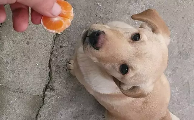 Czy psy mogą jeść pomarańcze? Jakie są korzyści z jedzenia pomarańczy dla psów?