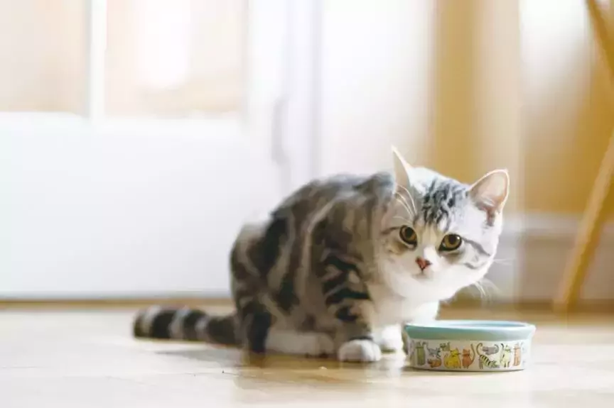 Jaką ilością mokrej karmy karmić kota? Jak wybrać dobrej jakości mokrą karmę dla kota?