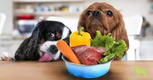 Jakie warzywa mogą jeść psy? Dlaczego psy muszą jeść warzywa?