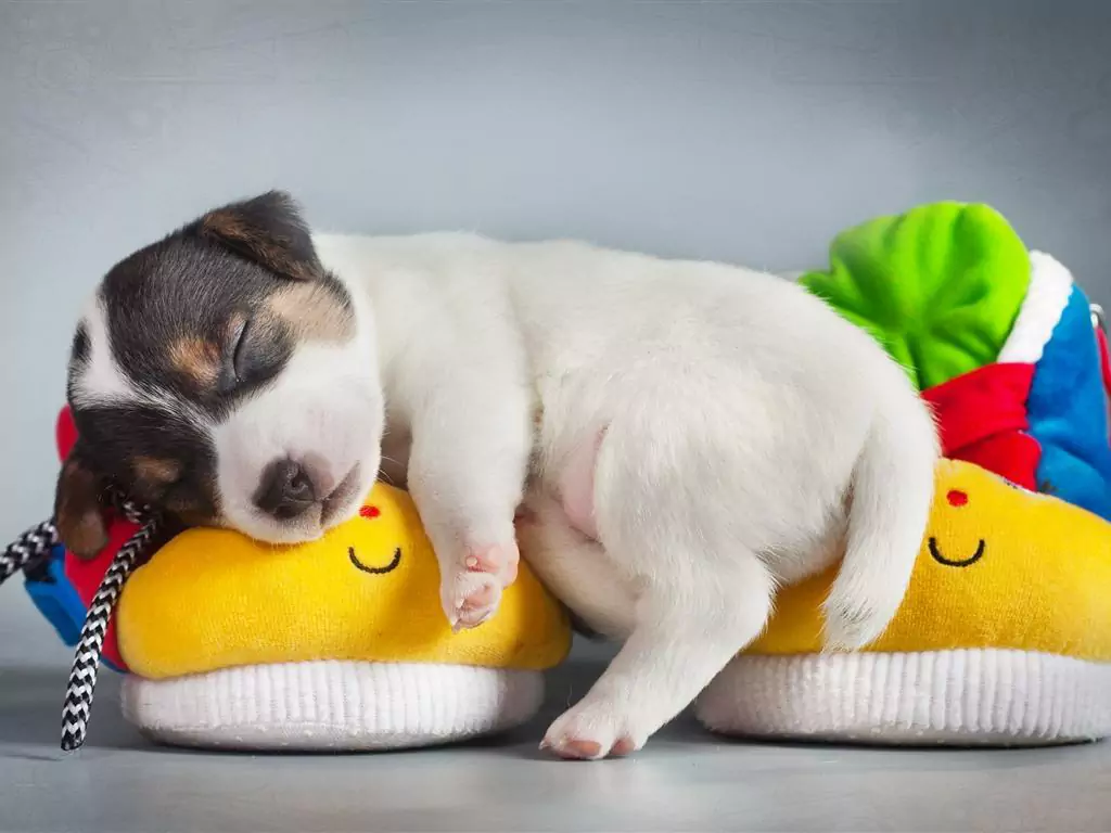 Dlaczego psy śpią na plecach? Zalety i wady spania na plecach
