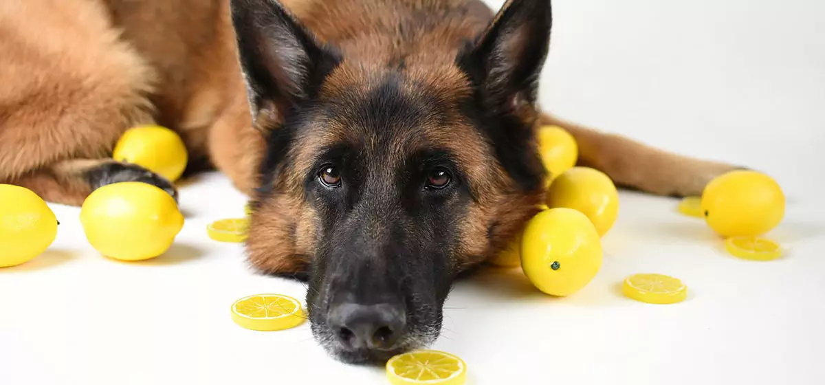 Czy psy mogą jeść cytryny? Psy nie mogą jeść cytryn