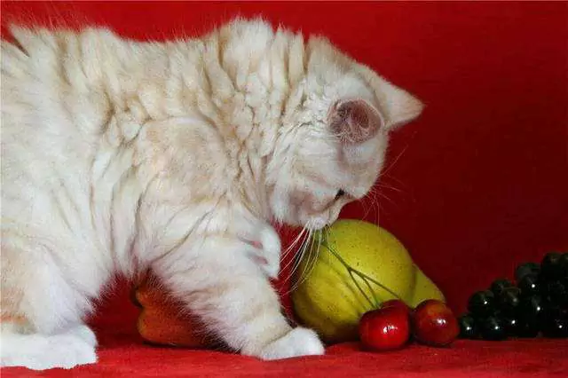 Czy koty mogą jeść winogrona? Dlaczego koty nie mogą jeść winogron?