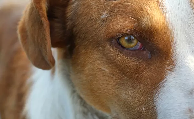 Dlaczego oczy mojego psa są czerwone?