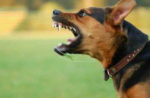 Jak psy zarażają się wścieklizną? Zapobieganie wściekliźnie