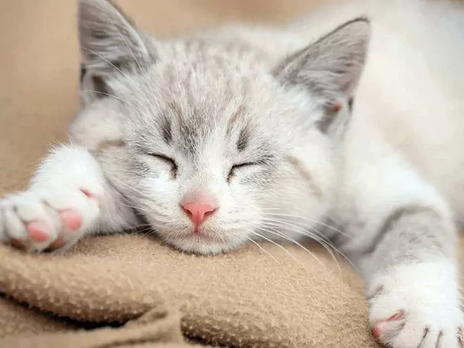 Czy koty się przeziębiają? Co to jest przeziębienie u kota?