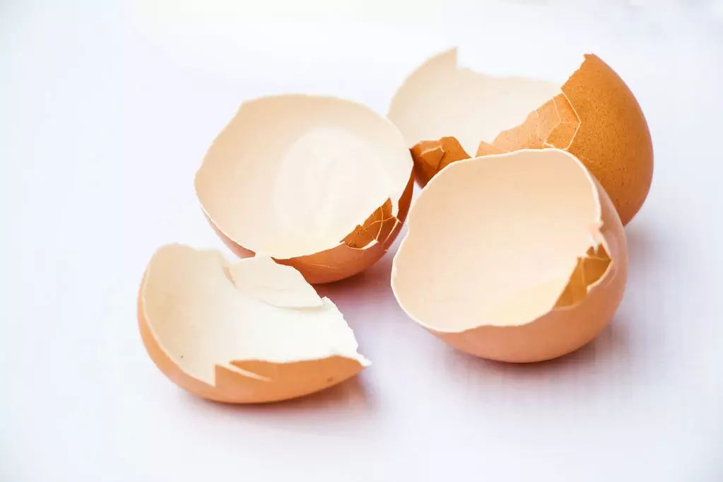 Czy skorupki jaj są dobre dla psów?