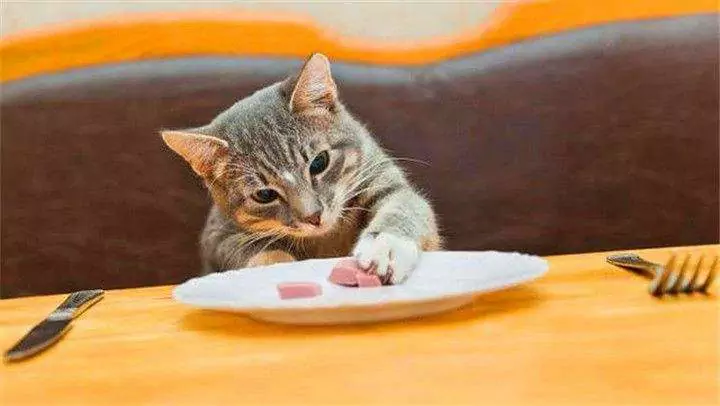 Co mogą jeść kocięta? Poradnik dotyczący codziennego żywienia dorosłych kotów