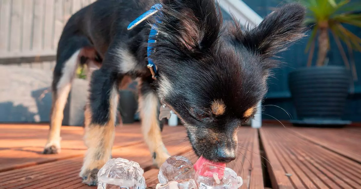 Czy psy mogą jeść lód？Czy psy lubią kostki lodu?
