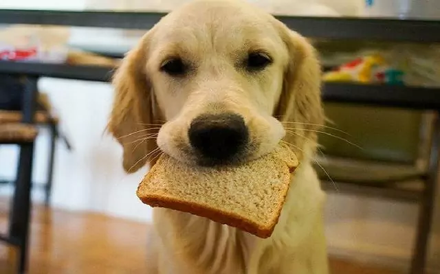 Czy psy mogą jeść chleb? Możliwe zagrożenia związane z chlebem dla psów