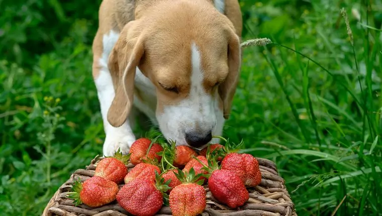 Czy truskawki są dobre dla psów? Jakie są korzyści z truskawek dla psów? Czy szczeniaki mogą jeść truskawki?