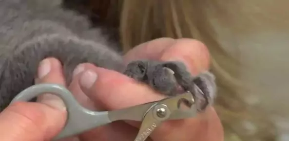 Jak przycinać paznokcie u kota? Jakie są funkcje wszystkich tylnych pazurów kota?
