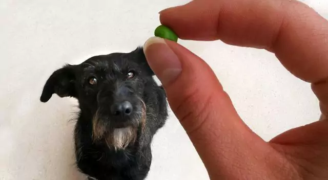 Czy psy mogą jeść zieloną fasolkę? Na co należy zwrócić uwagę, podając psom zieloną fasolkę