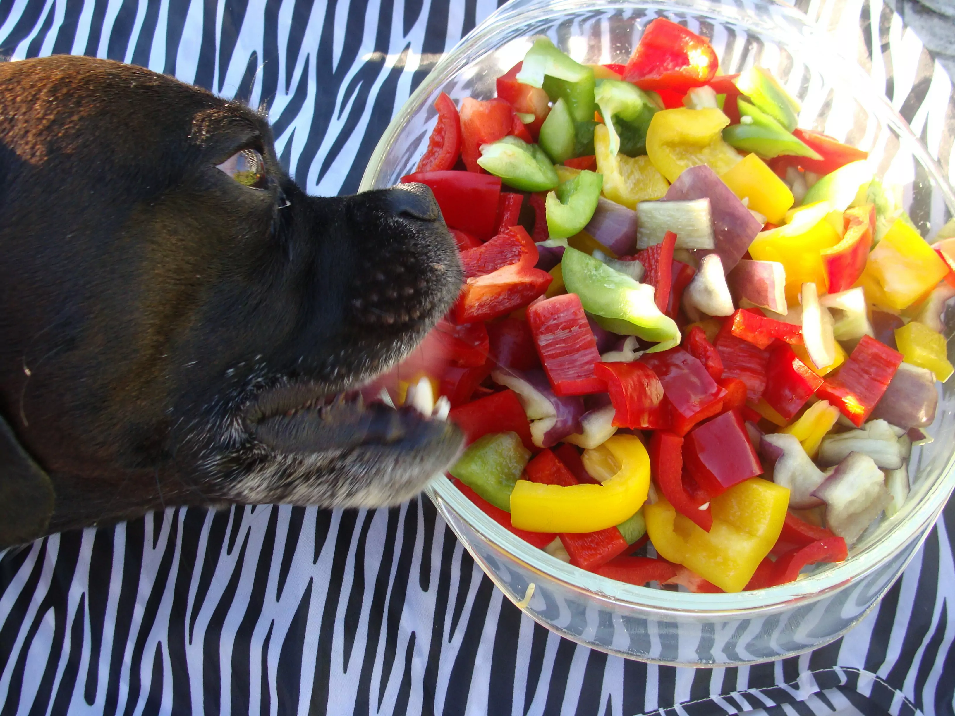 Czy psy mogą jeść papryczki chili? Psy jedzą chili, jak to robić?